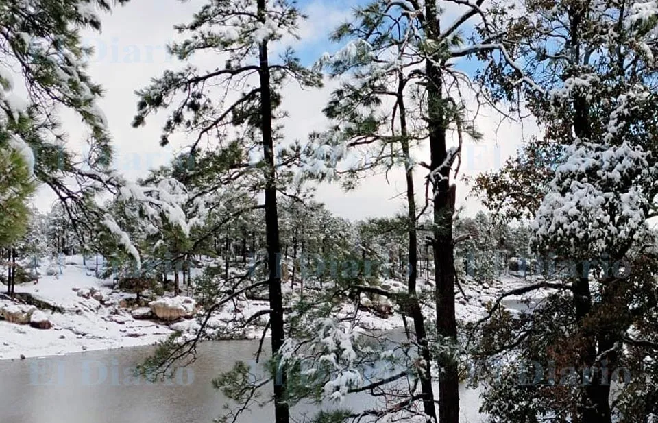 Bosques nevados de Creel